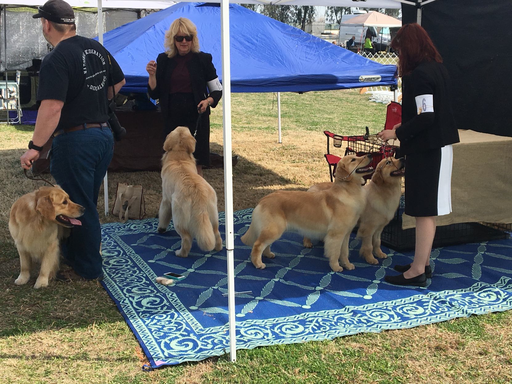 Dog Show - Getting ready